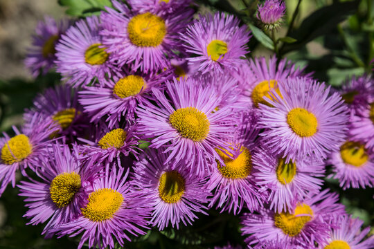 Flowering shrubby pink aster close-up