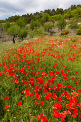 poppy blossom, flowers in Mallorca at springtime