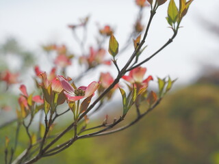 美しい花水木