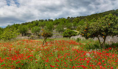 poppy blossom, flowers in Mallorca at springtime