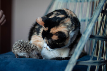 Curious cat and hedgehog together
