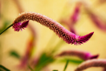 Amaranthus ,also known as Love Lies Bleeding, this plant has exotic looking foliage and tassels that are often blood-red in color.