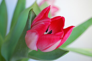 Spring tulip