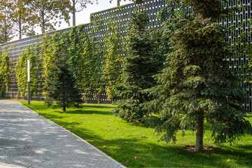 Large evergreen tree Abies Concolor or White Spruce or Abies Nordmanniana fir in City Park. Public landscape Park 