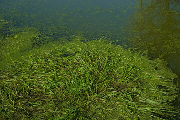 The grass is flooded. Spring waters. Duckweed on the water surface. 