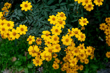 yellow flowers in the garden