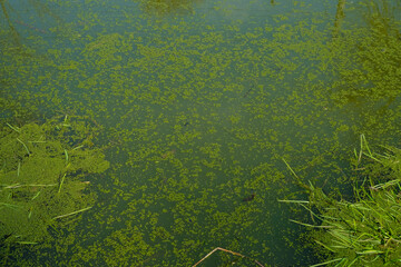 Natural duckweed background on the water. Spring morning. Dark photo.