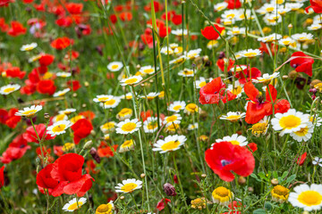 poppy blossom, flowers in Mallorca at springtime