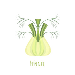 Single one isolated on white Fennel bulb