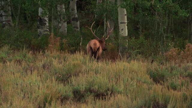 Young Bull Elk Walking into Forest Treeline
