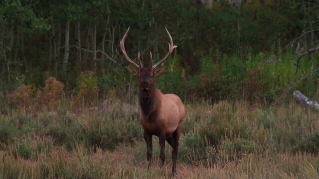 Male Elk Staring at Camera in Woods at Twilight