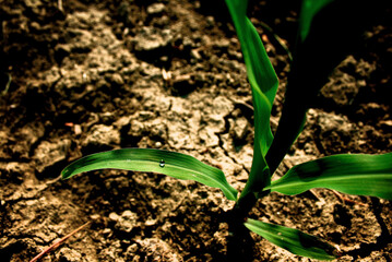 plant growing in soil