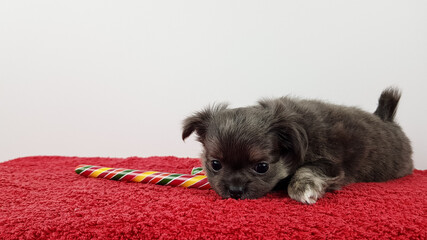 Fototapeta na wymiar a gray Chihuahua puppy lies next to a Christmas cane on a red background