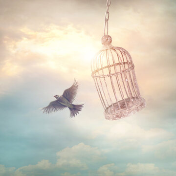 Bird Escaping Cage Images Browse 3 284 Stock Photos Vectors