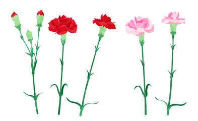Illustration of red and pink carnations like watercolor