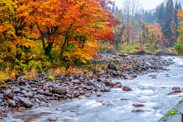 the river is near the mountain, full of shade. In autumn time, rain is falling waterfall among many foliages, In the fall leaves Leaf color change In Yamagata, Japan