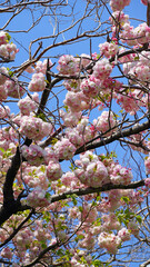 cherry blossoms in full bloom in April