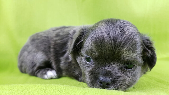 a small cute sad chihuahua puppy of gray color. the dog's plaintive look
