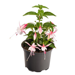 Fuchsia magellanica, white pink flower