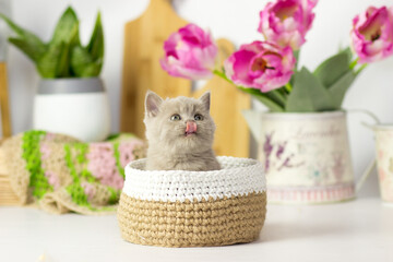Little kitten breed of British shorthair on the kitchen. Beautiful yang cat. Spring decor home