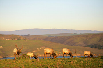 Fototapeta premium herd of sheep
