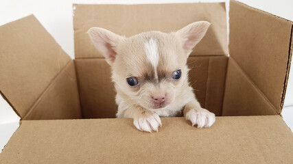 a chihuahua puppy gets out of the box. cute little one. live gift