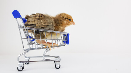 a small chicken sits in a grocery cart on a blue background. very few products fit in the grocery basket.