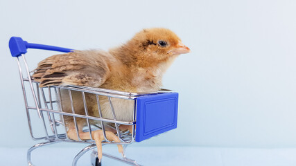 a small chicken sits in a grocery cart on a blue background © Natalia