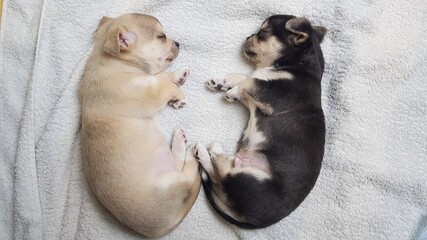 2 puppies of black and white color sleep next to each other on a light background. chihuahua puppies are resting