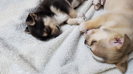 2 puppies of black and white color sleep next to each other on a light background. chihuahua puppies are resting