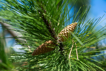 coniferous green pine branch with symmetrical cones