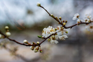 branch of a blossoming tree with white fragrant flowers on a blurred background