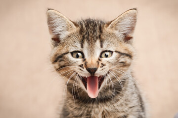 Naklejka na ściany i meble Close up portrait of kitten with open mouth