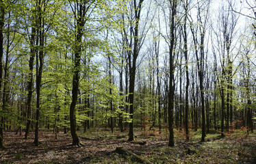 Obraz premium Buchenwald im Frühling
