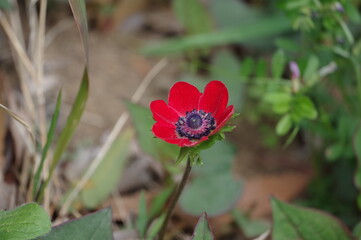 red flower in the garden