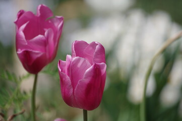 tulips in the garden