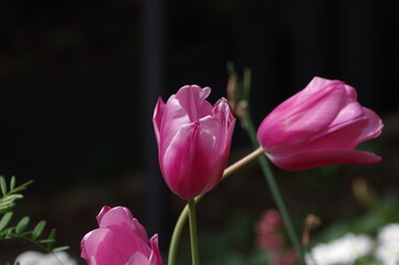 pink tulip