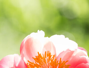 peony flower close up on green background. tree peon Julia Rose variety. Spring or summer card