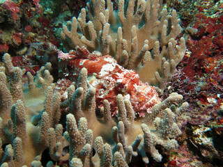 A Bearded Scorpionfish camouflaged on soft corals Boracay Philippines