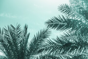 Tropical tourism paradise palms sunny summer sun turquoise sky. Sun light shines through leaves of palm. Beautiful wanderlust travel journey symbol for vacation trip to southern holiday dream island