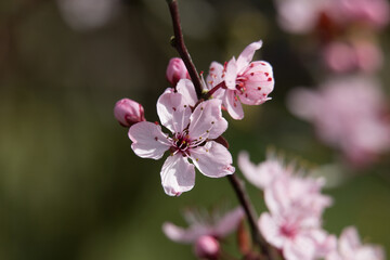Pink cherry plum blossom and buds, Prunus cerasifera nigra, black cherry plum, flowering cherry, blooming in springtime, close-up view