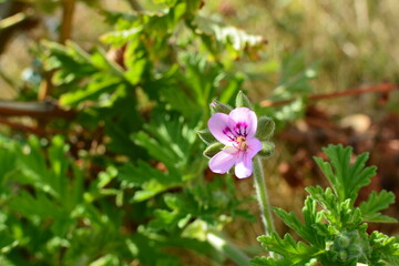 庭のゼラニウム