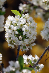 Kirschblüten