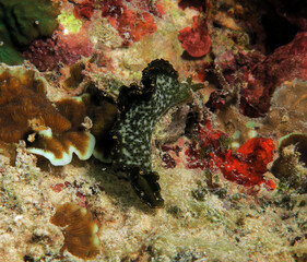 A Elysia Marginata nudibranch crawling Cebu Philippines