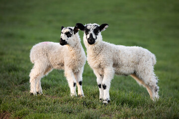 2 young lambs of Swaledale breed of sheep standing in green grass field