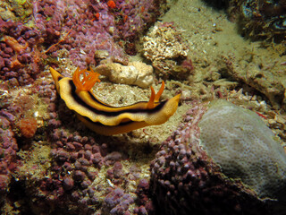 A Chromodoris Joshi nudibranch crawling on rocks Boracay Island Philippines