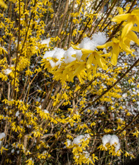 Forsythie, Schnee