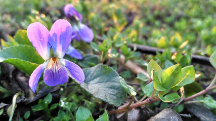 Blooming violet in a spring meadow in the light of the setting sun