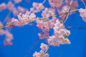 上田城跡公園 枝垂れ桜