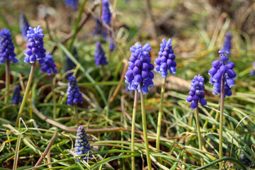ムスカリのブドウの実のような紫の小さな花